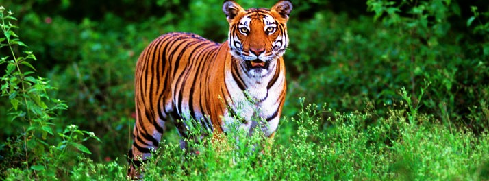 468/Orange County - Kabini - 19.jpg